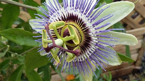 when to cut back passion flower uk